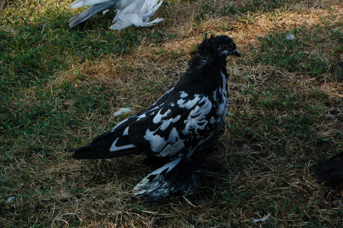  - PUI 2013