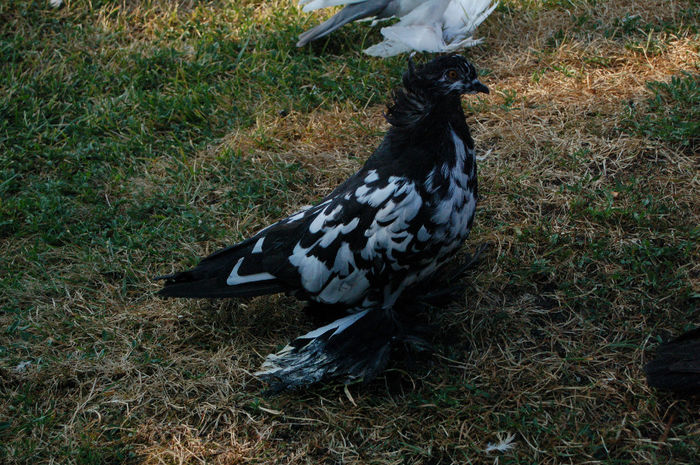  - PUI 2013