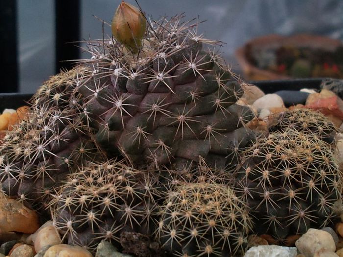 Fotografie0974 - Copiapoa humilis var tenuissima