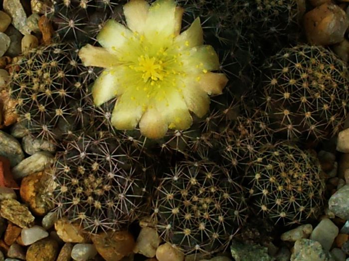 Fotografie0985 - Copiapoa humilis var tenuissima