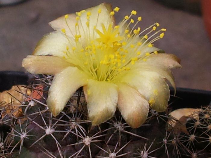 Fotografie0988 - Copiapoa humilis var tenuissima