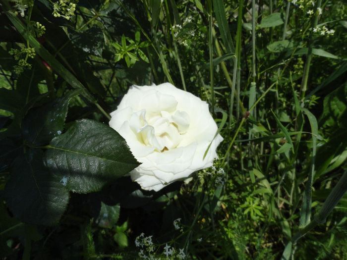 DSC01478 - Trandafiri