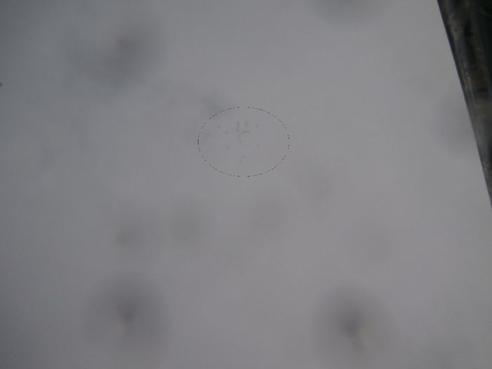 Pe Orice Vreme Porumbeii Rezista !!! - F- PUI 2013