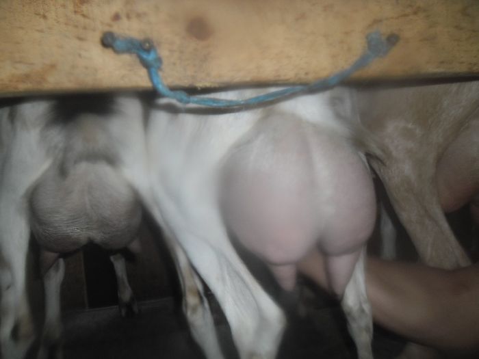 SAM_0835; pamela anderson
