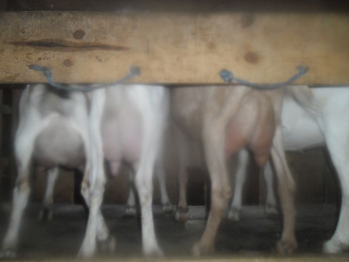 SAM_0840; la prima fatare
