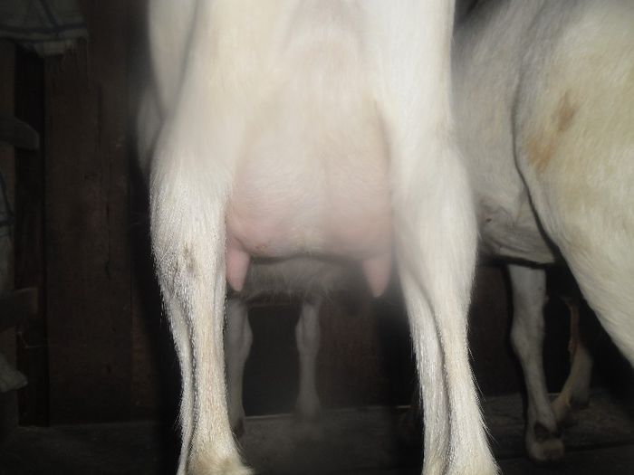 SAM_0861; la prima fatare
