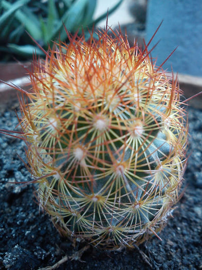 2013.06.22 - Mammillaria elongata