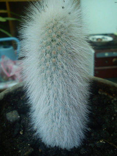 08.2013 - Cleistocactus strausii ssp fricii