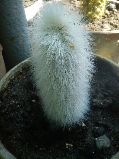 08.2013 - Cleistocactus strausii ssp fricii