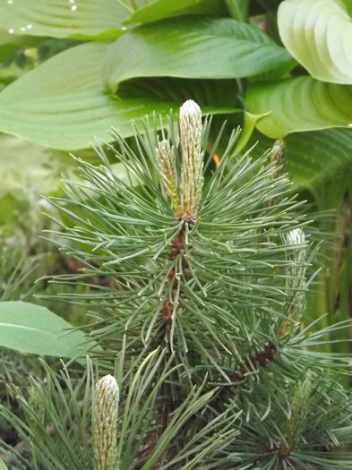 Pinus Mugo - Conifere