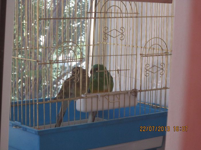 IMG_0257 - papagalii pe care i-am avut