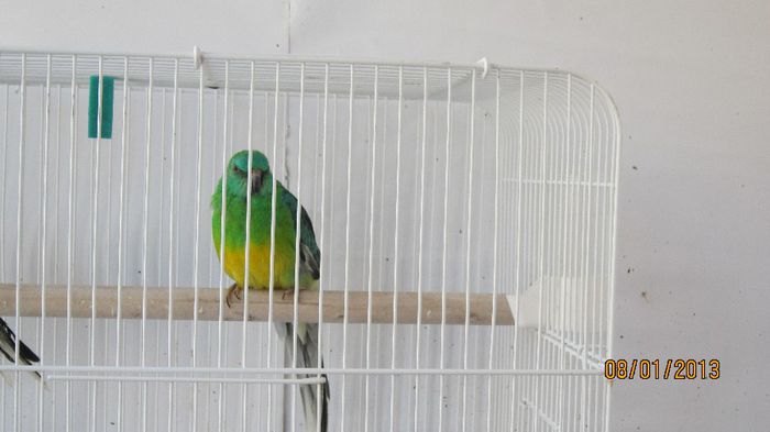 IMG_0174 - papagalii pe care i-am avut