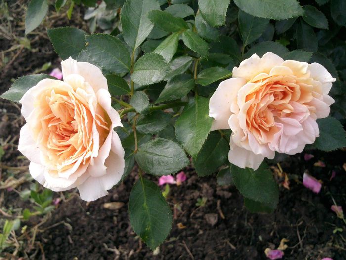 Photo2140 - Garden of roses