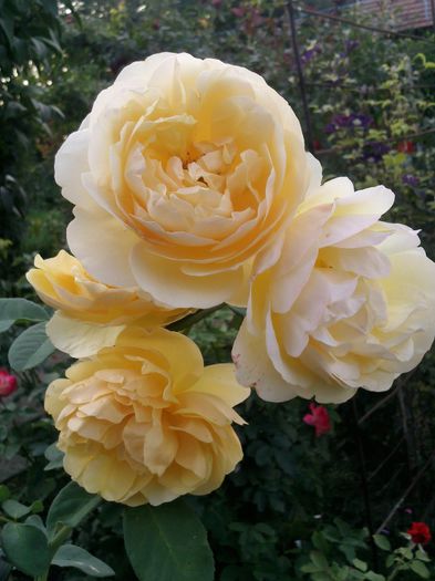 Photo2145 - Graham Thomas