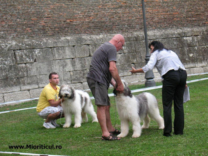 cerna alba iulia