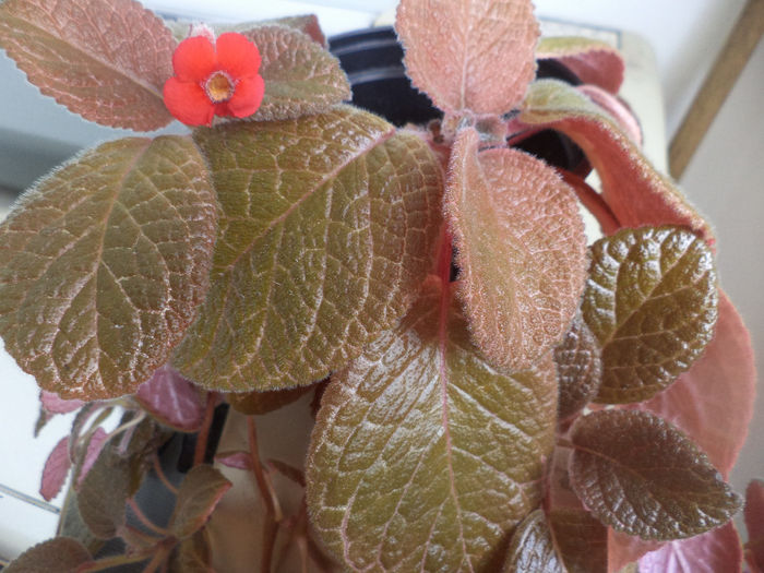 DSC00003 - alte flori 2013