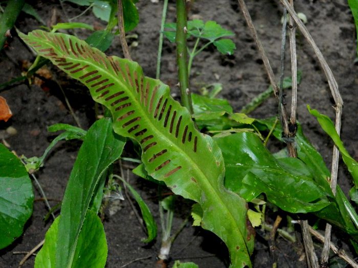 DSCN0427 - AUGUST 2 2013