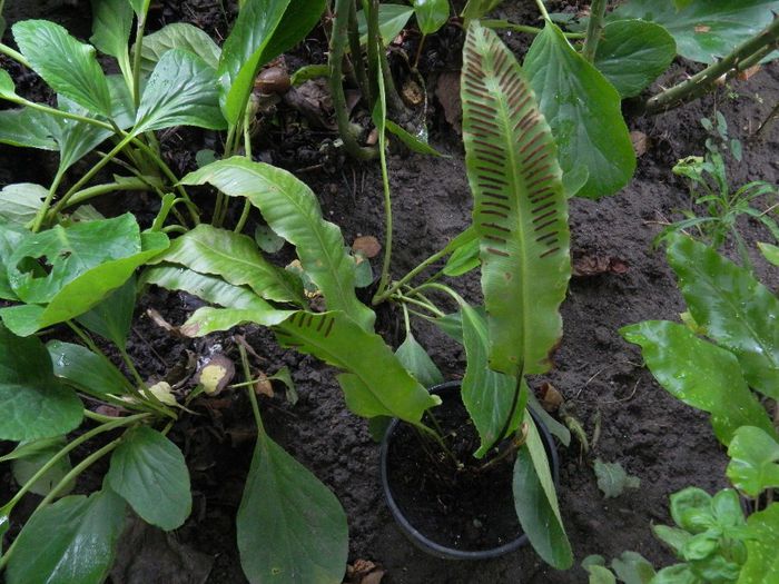 DSCN0428 - AUGUST 2 2013