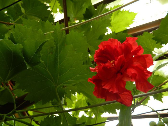 DSCN0437 - AUGUST 2 2013