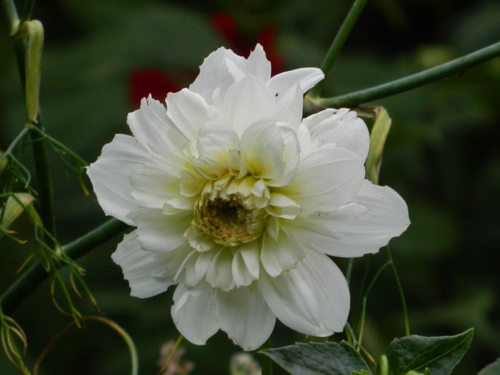 DSCN0446 - AUGUST 2 2013