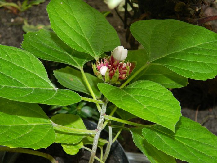 DSCN0447 - AUGUST 2 2013