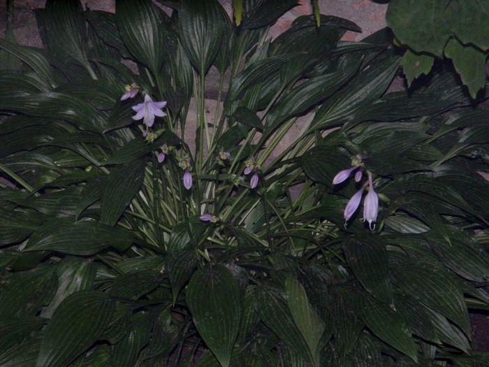 DSCN0449 - AUGUST 2 2013