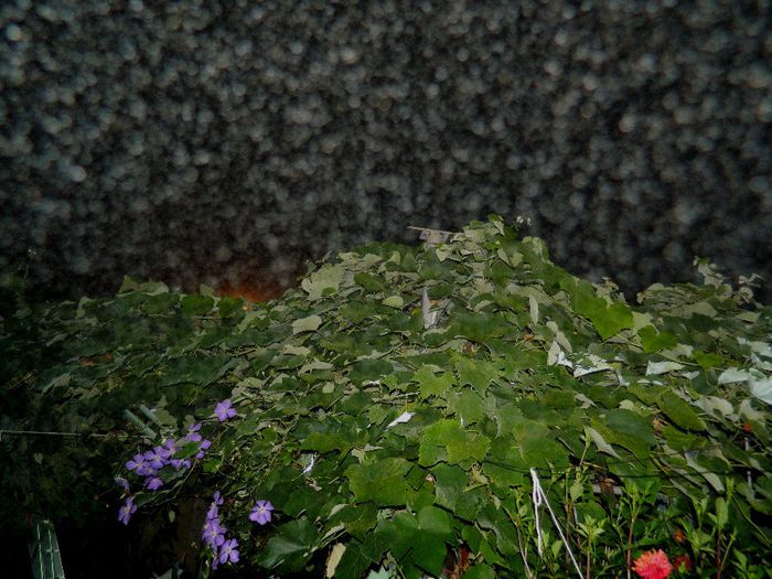 DSCN0462 ceata - AUGUST 2 2013