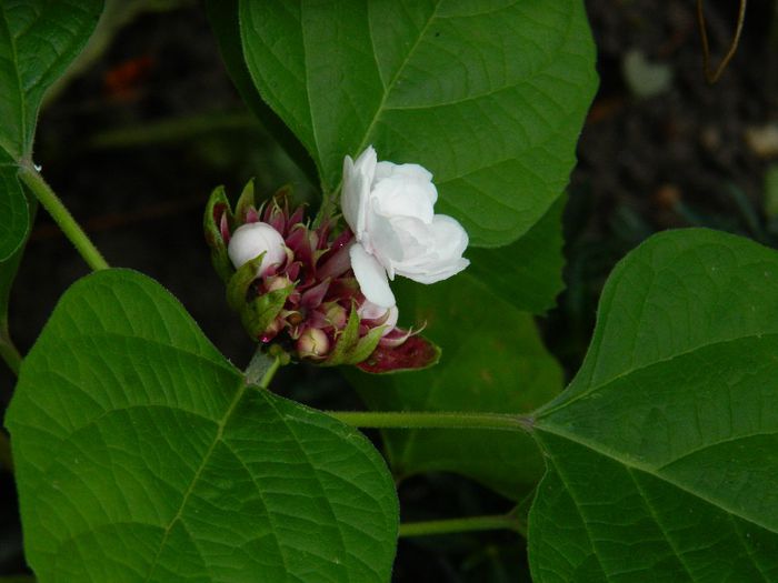 DSCN0494 - AUGUST 2 2013