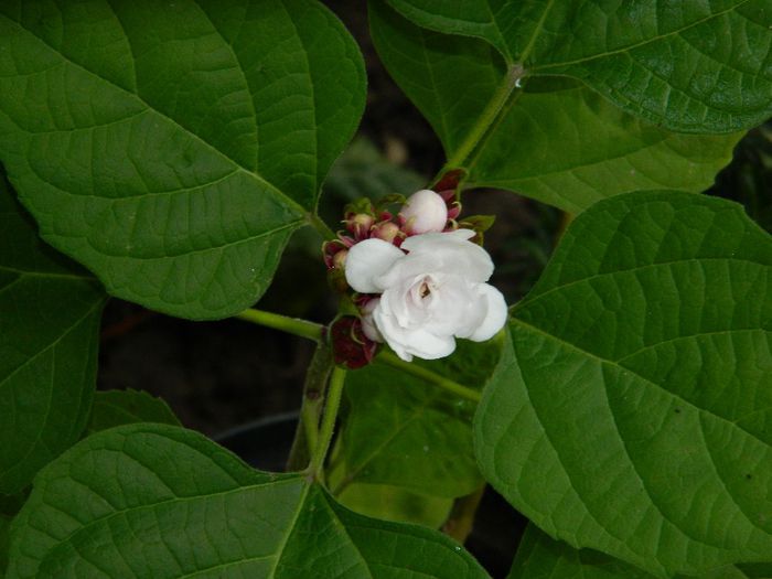 DSCN0496 - AUGUST 2 2013