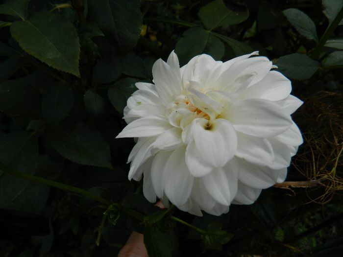 DSCN0499 - AUGUST 2 2013