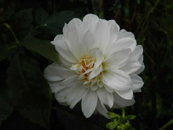 DSCN0500 - AUGUST 2 2013