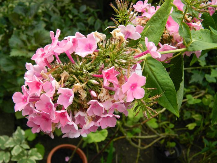 DSCN0508 - AUGUST 2 2013