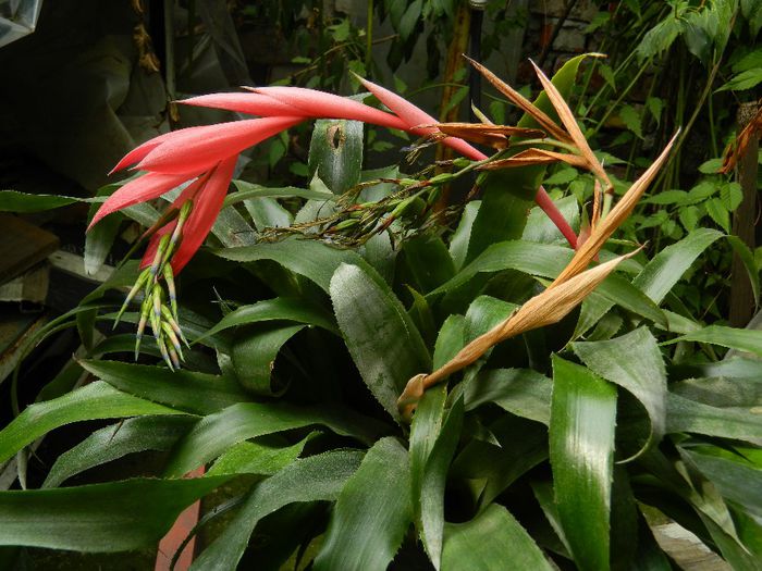 DSCN0525 - AUGUST 2 2013