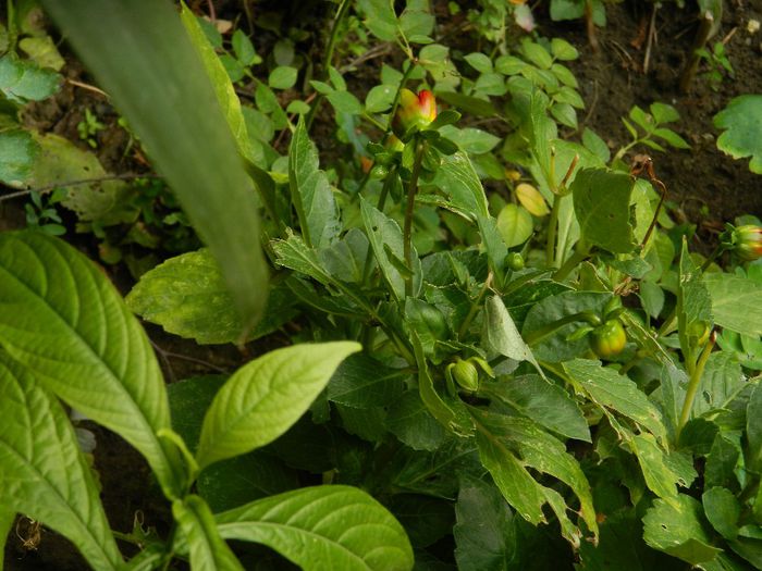 DSCN0529 - AUGUST 2 2013