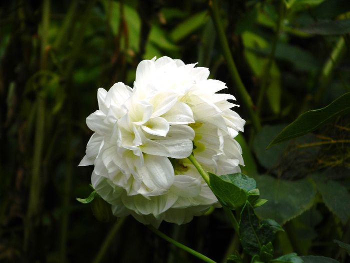 DSCN0530 - AUGUST 2 2013