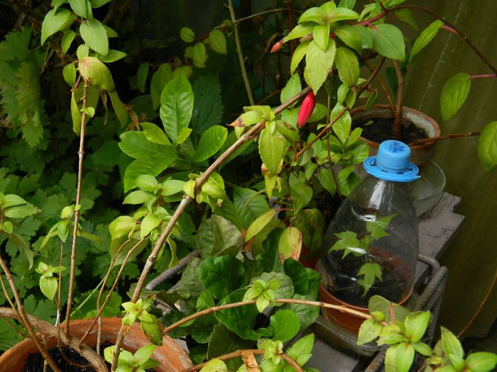 DSCN0536 - AUGUST 2 2013