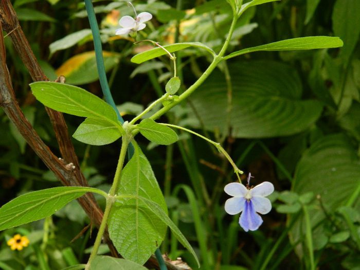 DSCN0545 - AUGUST 2 2013