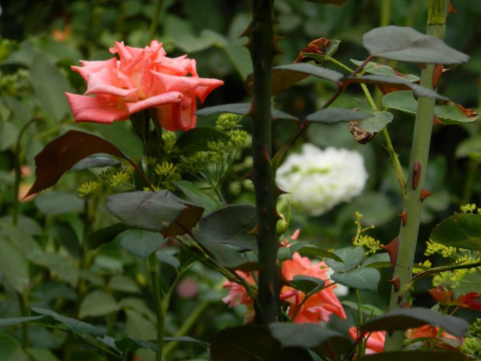 DSCN0548 - AUGUST 2 2013