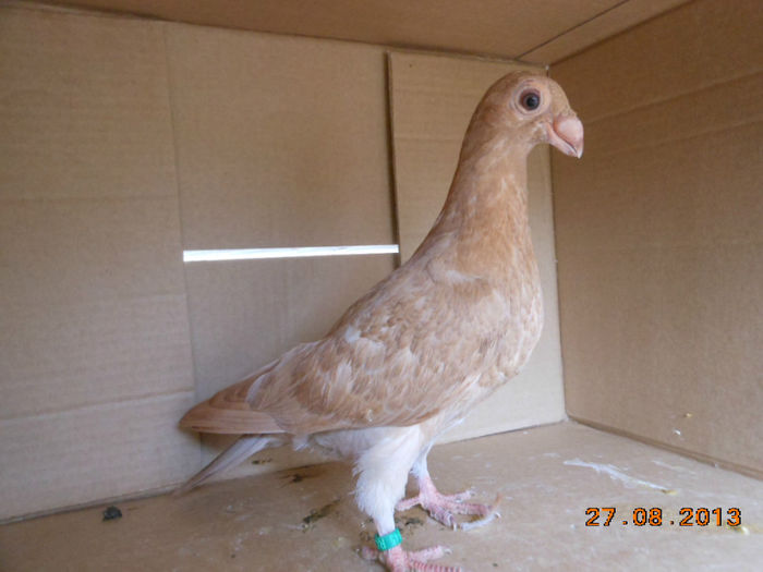 poze aug porumbei 022