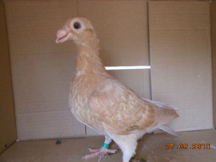 poze aug porumbei 023