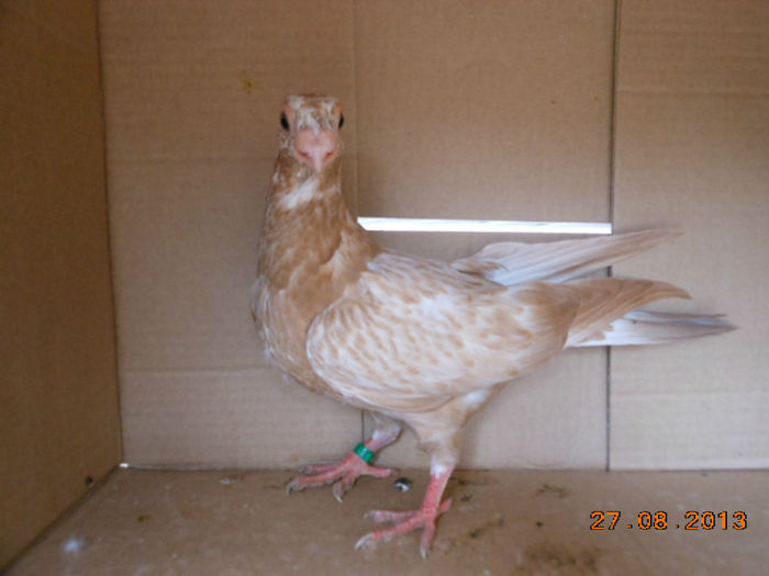 poze aug porumbei 027