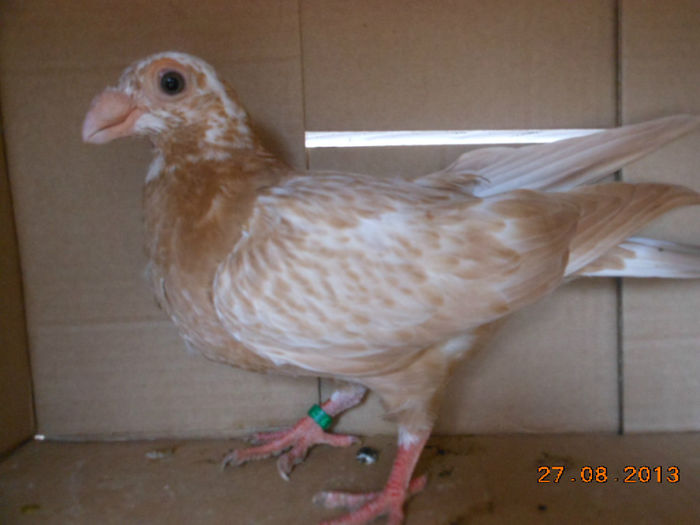 poze aug porumbei 028