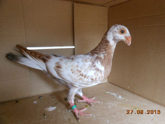 poze aug porumbei 031