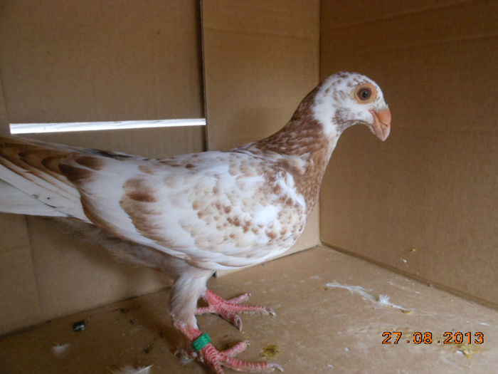 poze aug porumbei 033