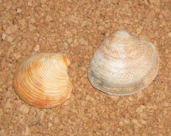 Codakia