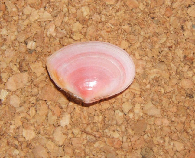 Tellina tenuis