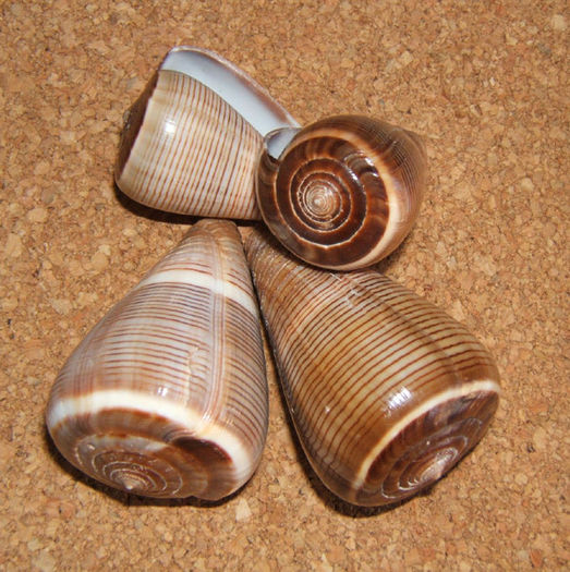 Conus figulinus - Colectie scoici si melci