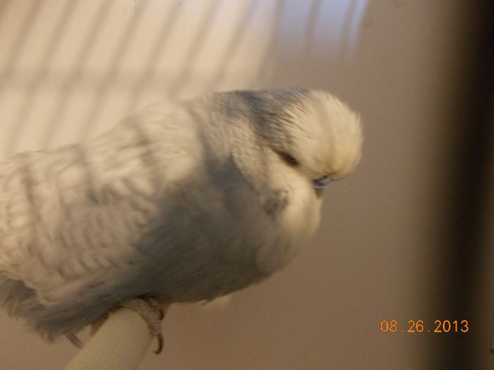 DSCN2310 - 8-Perusi stagiunea septembrie 13