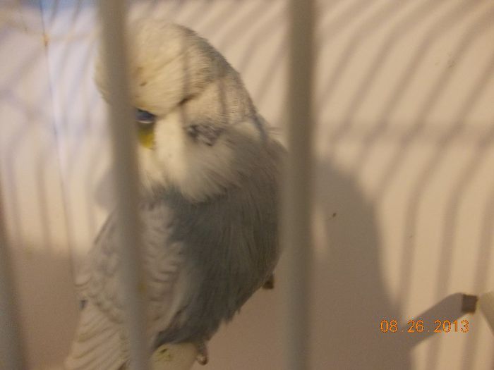 DSCN2311 - 8-Perusi stagiunea septembrie 13