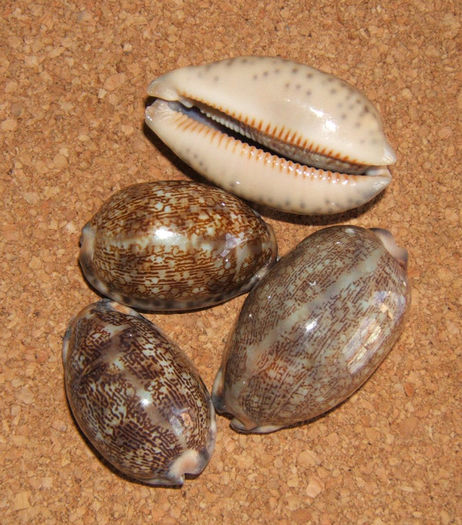 Cypraea